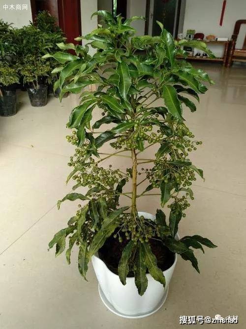 黄金万两的养殖方法和注意事项