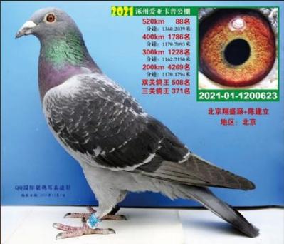 中国信鸽信息网官网入口手机版