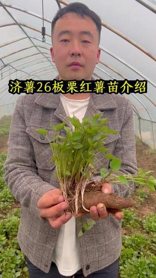 济薯26对比秦薯5号哪个好