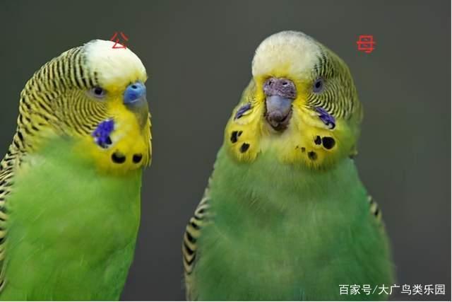 鹦鹉鸟公的好还是母的好