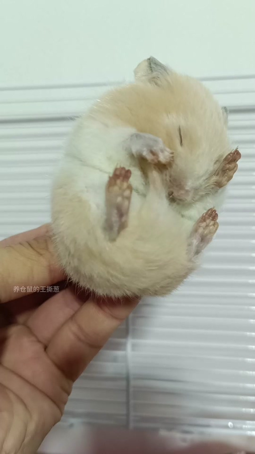 仓鼠身体僵硬加热了还能活吗