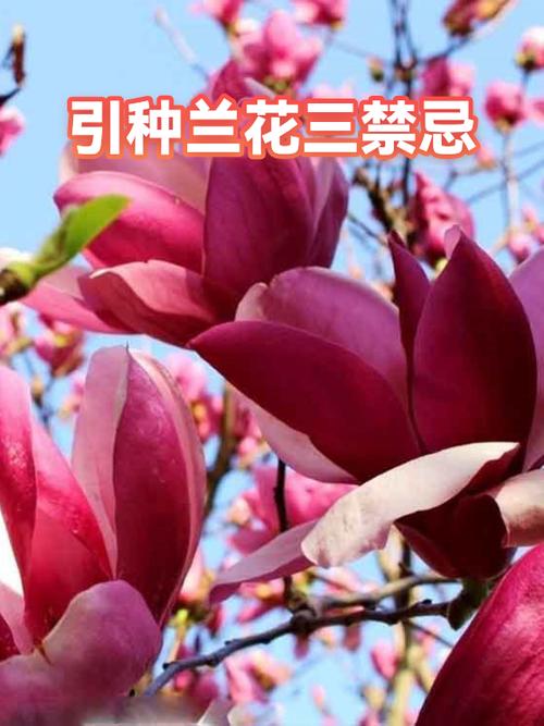 兰花放客厅大忌三个图标