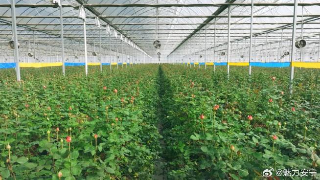 云南花卉批发基地在哪里