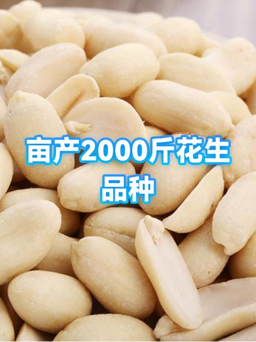 花生一般一亩产多少斤图标