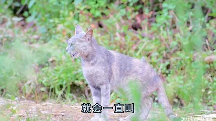 母猫一直叫