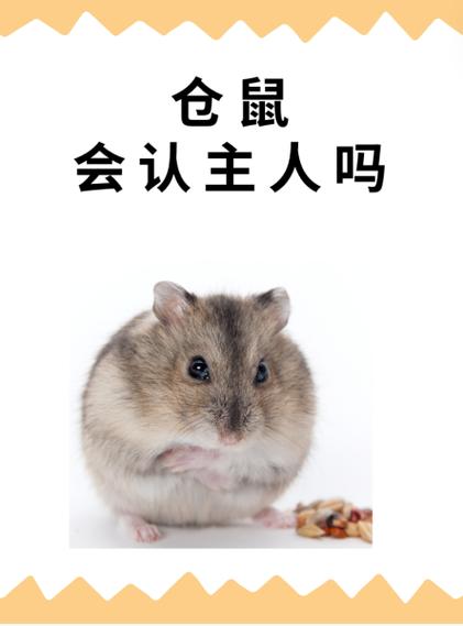 仓鼠翻译器app的应用截图