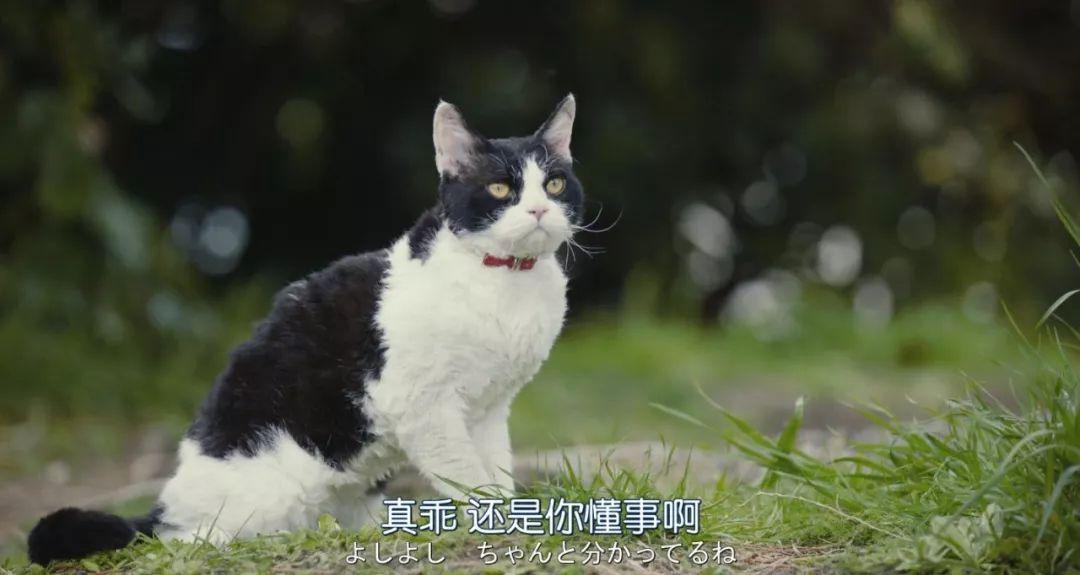 日语电影里的猫游戏截图