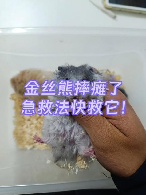 仓鼠被摔了会出现什么状态缩略图