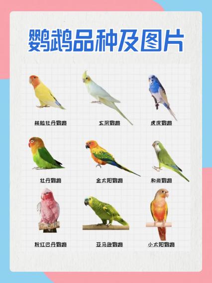黄化玄凤鹦鹉公母都能吹口哨图标