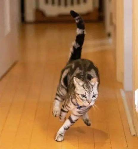 猫一直乱叫像疯了一样游戏截图
