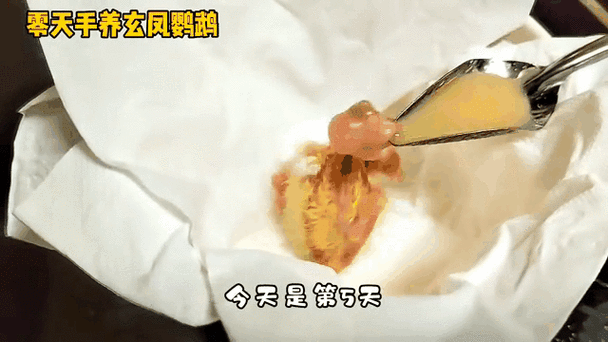 鹦鹉假死五个小时能活吗