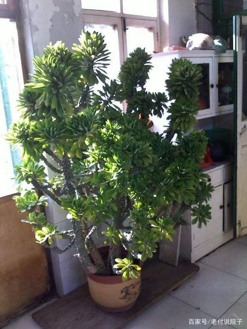 麒麟树摆放大忌
