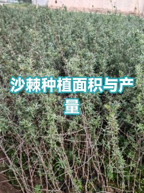 沙棘一亩地能产多少图标