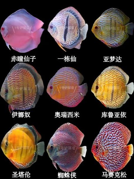 养七彩神仙鱼用黑底缸可以吗缩略图