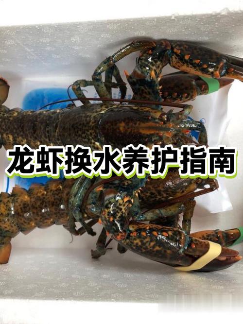 养龙虾需要什么条件和技术图标