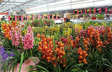 天津花卉批发基地在哪
