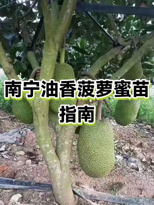 菠萝蜜平台邀请码缩略图
