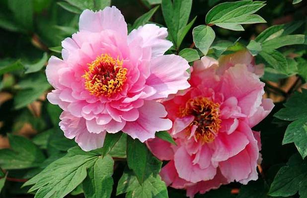牡丹花是什么季节开的图标