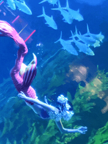 3d梦幻水族馆动态屏保图标