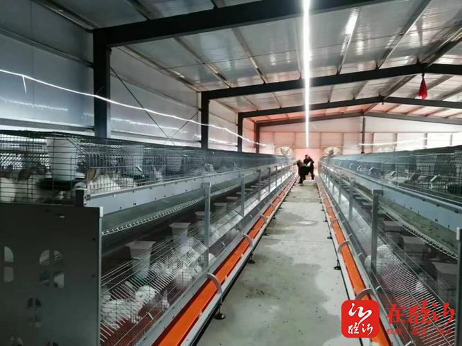 蒙阴兔兔育种科技缩略图