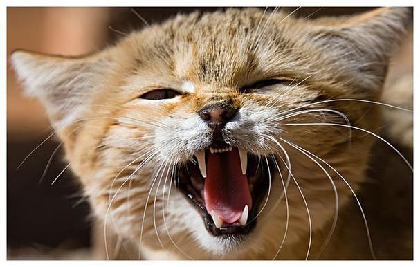 母猫呼唤小猫的叫声循环播放缩略图