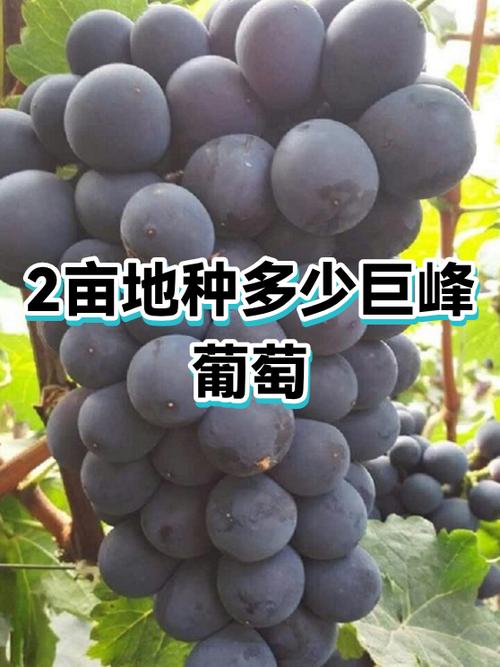 2亩葡萄一年能挣多少