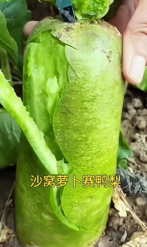沙窝萝卜的功效与作用