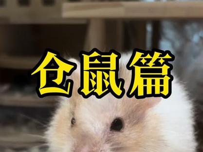 仓鼠晚上跑出去了,白天才发现不见了