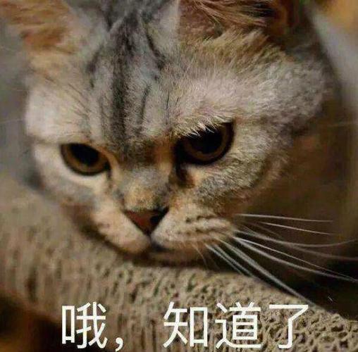 男生用猫的表情包代表什么意思