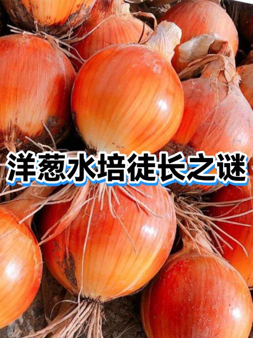 洋葱原唱是五月天还是杨宗纬