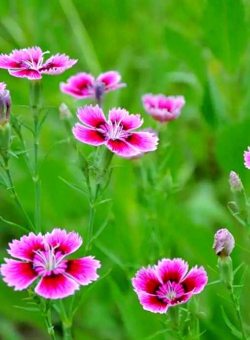 石竹花缩略图