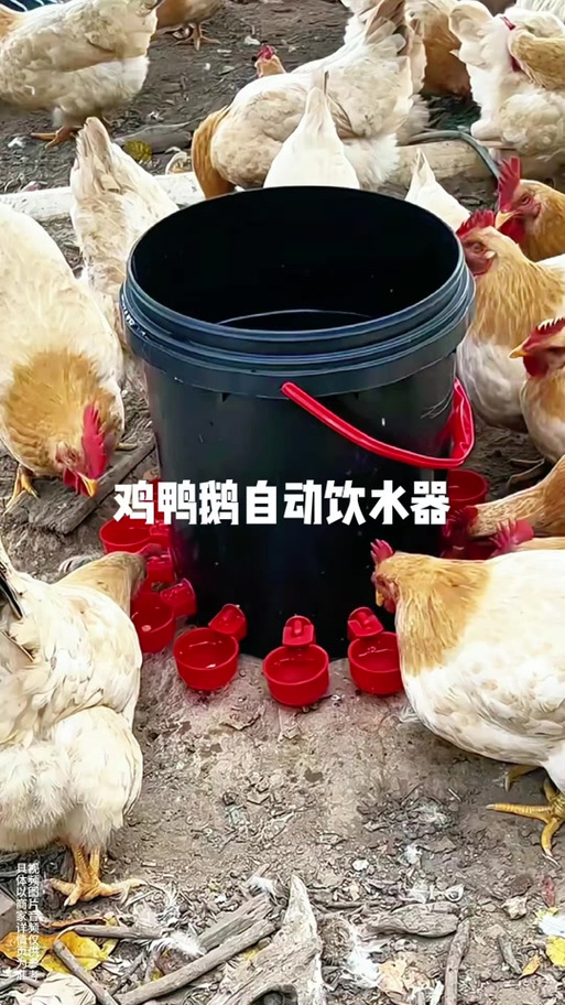 喂鸡饮水神器图标