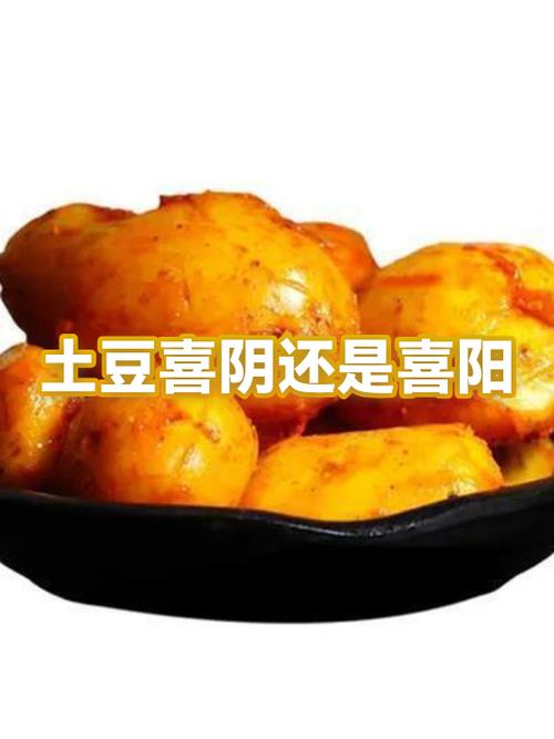 土豆老版本2011下载