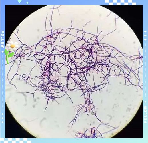 微生物游戏截图
