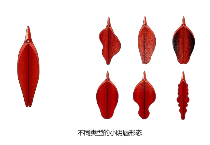 shape是什么意思中文图标