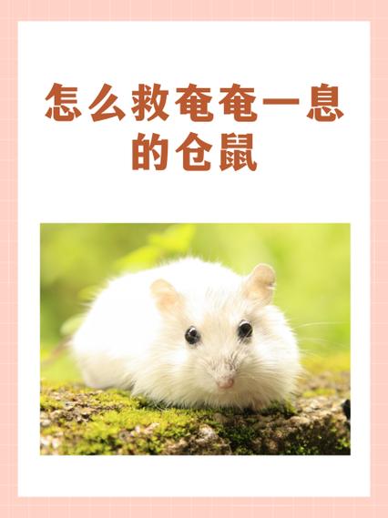 仓鼠被冻死一晚上还能救活吗缩略图