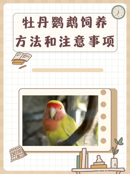 鹦鹉放客厅大忌
