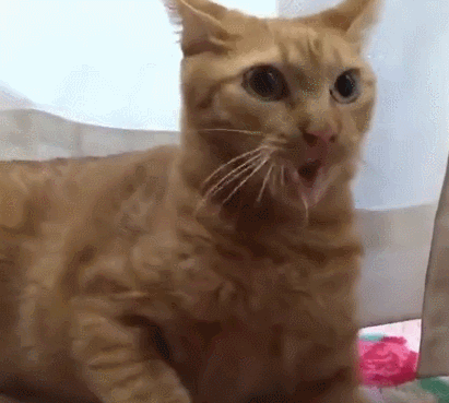猫睡觉抽搐