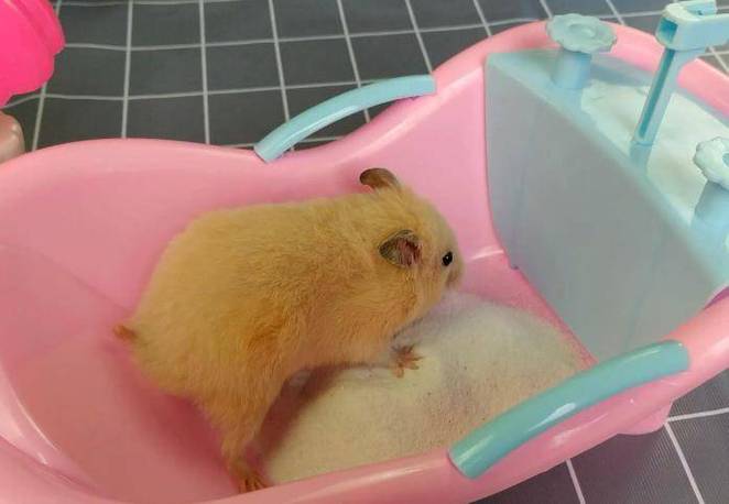 仓鼠突然全身湿要死了缩略图