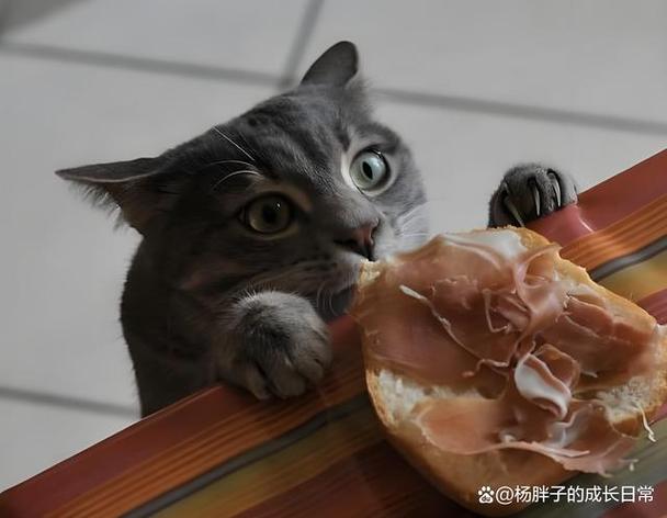 吃了猫吃过的东西会怎么样