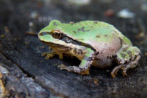 台湾绿蛙是什么意思