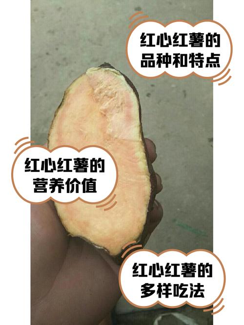 红心番薯阅读答案解析