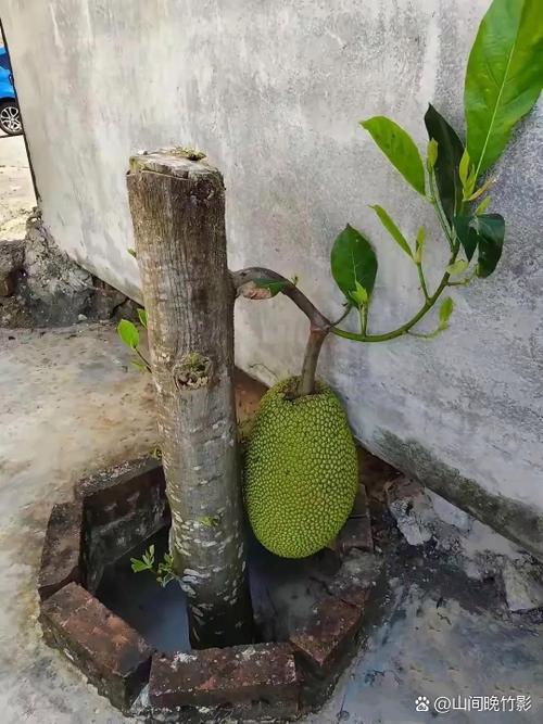 菠萝蜜树长什么样子图标