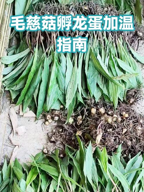 孵化电龙蛋的步骤