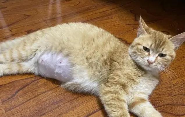 母猫生完小猫后一直叫缩略图