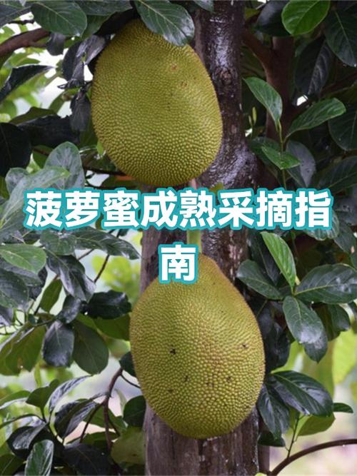 买回来的菠萝蜜没熟怎么办