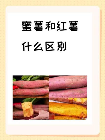 蜜薯和红薯外表有什么区别缩略图