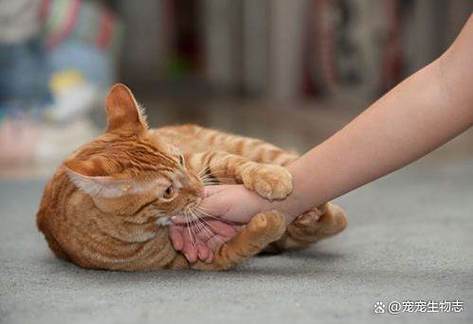 猫咪会伤害自己的主人嘛图标