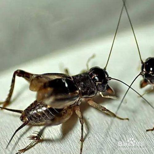 怎么把墙壁缝里的蛐蛐赶走