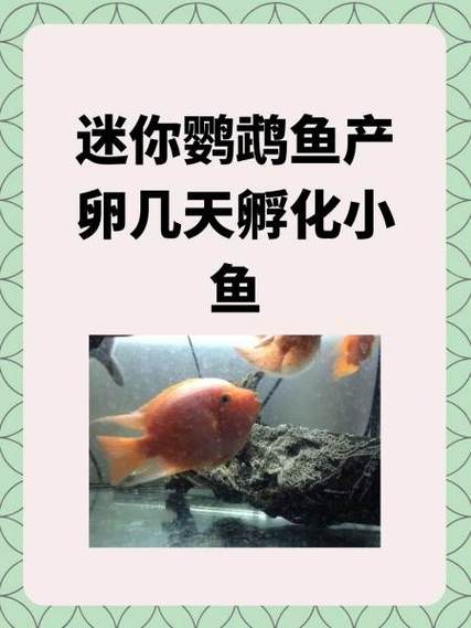 鹦鹉鱼产卵第二天可以提灌吗图标